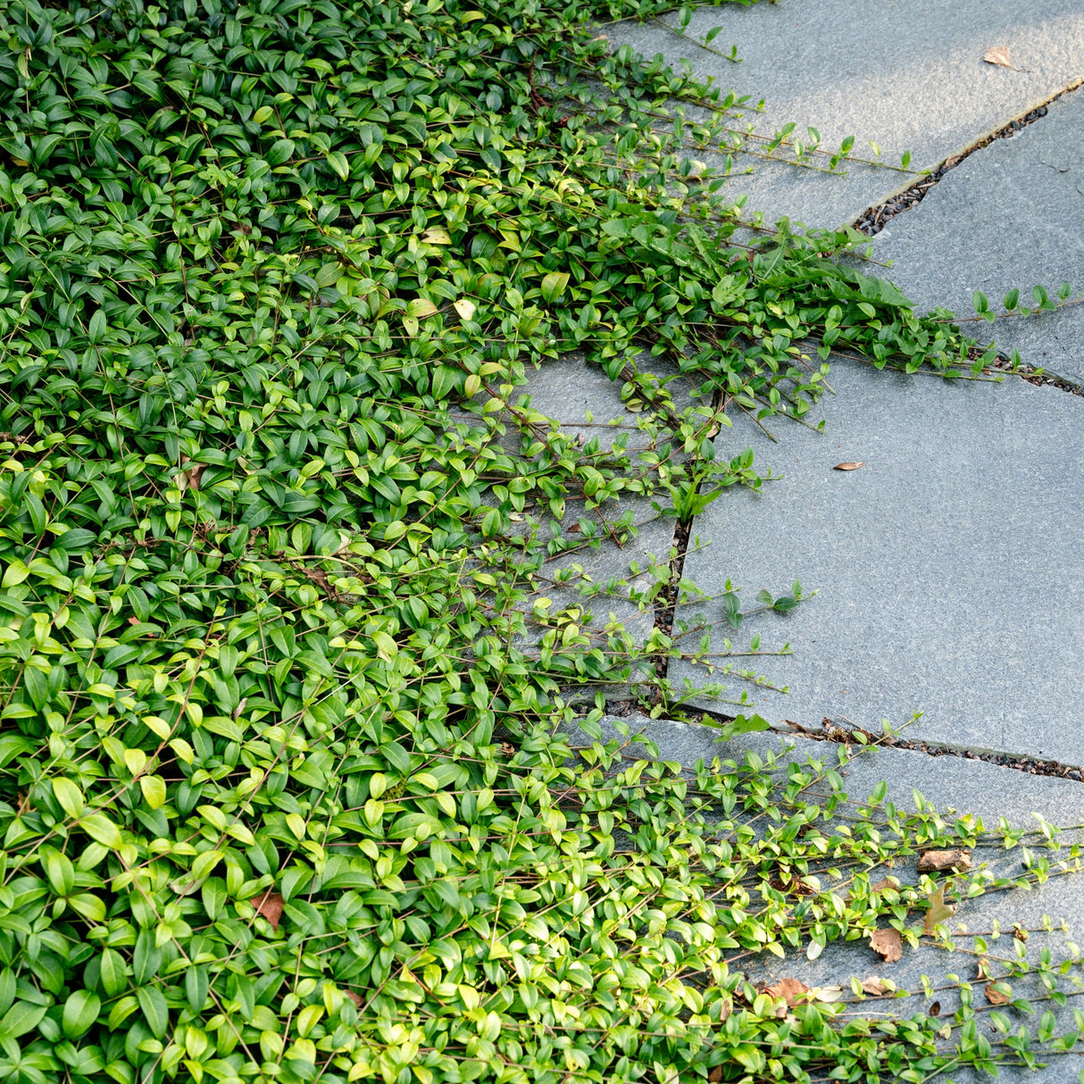 Bruddskifer Offerdal Natur Rustikk Uregelmessige Kanter